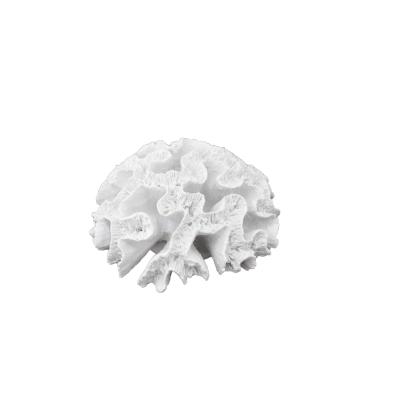 TOPARLAK BÜYÜK MERCAN 20X11 CM